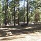 PINEKNOTNaturally Shaded Picnic Tables at Pineknot Campground