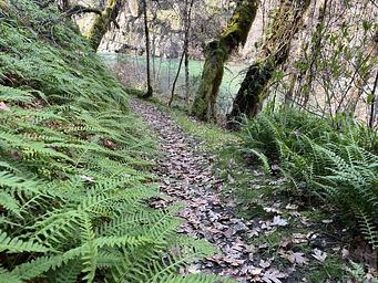 Trail to the creek in Feb 2026