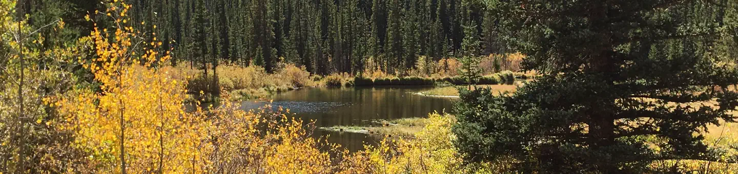 Lodgepole (jefferson Lake, Fairplay Colorado)