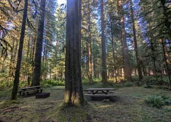 campsite in woods