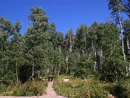 Miners Gulch