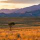 Golden hour. A lone tree in a field of golden grass with the sand dunes in dramatic shadow with mountains behind.