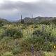 Desert Wildflowers