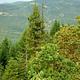 PICKETT BUTTE LOOKOUT