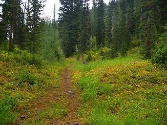 Cottonwood Group Picnic Site