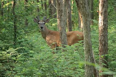 Anderson Road Campground Wildlife 