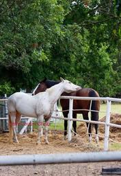 Country Woods Inn