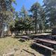 Site 1 with picnic tables in the foreground, a brown bear box and restroom in the distance of a pine forest