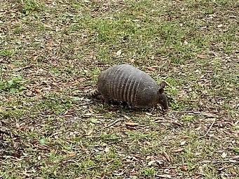 Armadillo Visiting Fort Pickens Campground