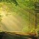Sun streams through the trees over Balsam Mountain Road 