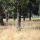 PINES GROUP STANISLAUS