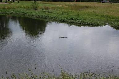 Beard's Lake Gators