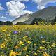 A field of summer wildflowers with a backdrop of the Algerita Ridge and a bright blue skies dotted with white clouds.