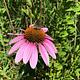 Lady Bird Wildflower Plot