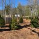 Open view of planted trees, fencing and an RV in the background — shows campsite vegetation, spacing and privacy on the campground (from gallery).