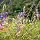 Early blooming lupin flowers. If you are from Texas, you will try to call these bluebonnets. In California they are lupins. Yes I have had this argument with a friend.