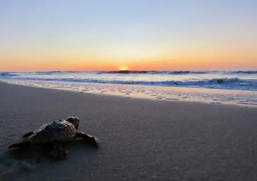 Assateague Island National Seashore Campground