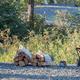 Campsite detail showing camp chairs, stacked firewood and a fire ring on a gravel pad — useful for illustrating campsite amenities and atmosphere; appears in the property image set.