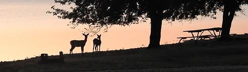 Deer along shore in Arrow Rock Campground