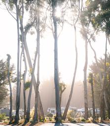 Costanoa