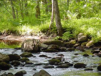 Willey Brook Campground