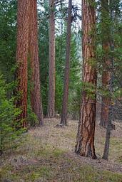 Alta Campground