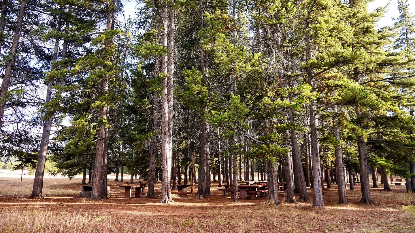 Pine Island Group Area