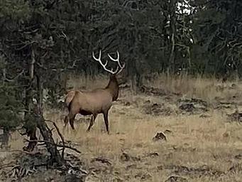 wondering into the campground