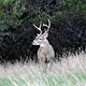 LOFERS BEND WEST-DEER