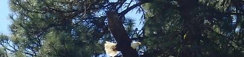 Cottonwood Campground - Naches River (WA)