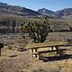 Picnic Table with Joshua Tree