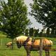 Florys Camping - Amish Farm