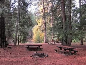 Picnic tables, fire ring, flat needle covered ground in conifer forest with bright yellow deciduous trees in background.