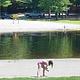 Beach view, swimmers all ages in a fresh water river beach swim area and lawns and picnic grounds along the shore line.