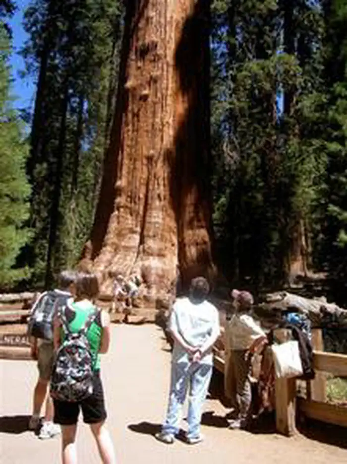 Lodgepole Campground-sequoia and Kings Canyon National Park
