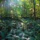 The sun shines in a lush forest with ferns covering the forest floor.