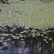 Natural pond
