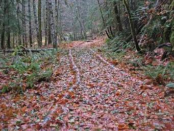 OHANAPECOSH CAMPGROUND HIKING