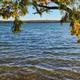 A serene lake view framed by a tree with colorful autumn leaves, reflecting gentle waves under a clear blue sky.