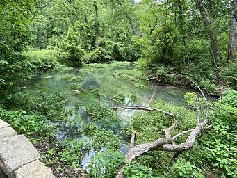 A view looking at Lane Spring's blue water with green vegetation along the banks. 