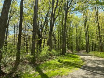 Willow Lake Campground