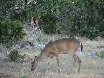 Deer grazing at Canyon Lake
