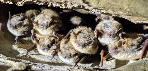 Close-up of bats roosting inside the cave — documents natural wildlife visitors may see on cave tours (file hosted on the site).