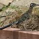 roadrunner standing on short wall