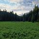 meadow on walking trail around Hemlock Lake