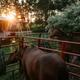 Close evening scene of two horses in metal pens with an RV/camper and trees in the background — shows equine camping setup and campsite atmosphere (used as a large social/hero image on the home page).