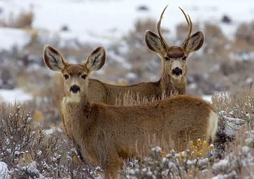 Wildlife in Curecanti National Recreation Area