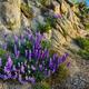 Lupines along Santa Clara Divide Road