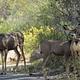 Three deer wandering through C loop.