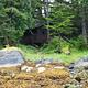 Frosty Bay Cabin, rocks in the foreground with forest and trees surrounding a brown cabin
